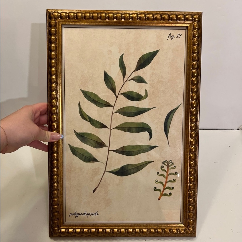 Polypodiopsida fig.18 picture frame decor